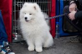 Výstava psů Samojed klubu