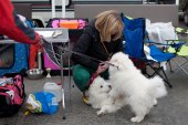 Výstava psů Samojed klubu