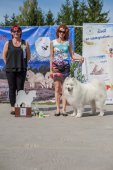 Samoyed days-sobotní výstava