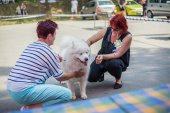 Samoyed days-sobotní výstava