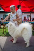 Samoyed days-sobotní výstava