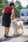 Samoyed days-sobotní výstava