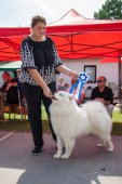 Samoyed days-sobotní výstava