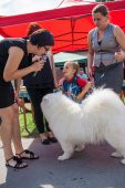 Samoyed days-sobotní výstava