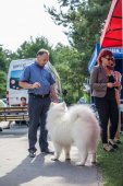 Samoyed days-sobotní výstava