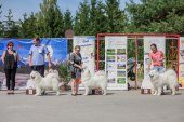 Samoyed days-sobotní výstava