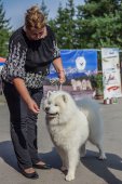 Samoyed days-sobotní výstava