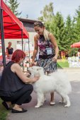 Samoyed days-sobotní výstava