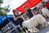 Samoyed days-sobotní výstava