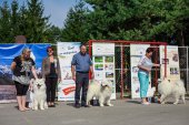 Samoyed days-sobotní výstava