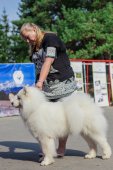 Samoyed days-sobotní výstava