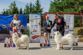 Samoyed days-páteční výstava