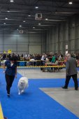 Mezinárodní výstava psů Expo dog